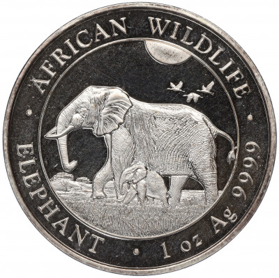 100 шиллингов 2022 года Сомали «Африканская дикая природа — Африканский слон»