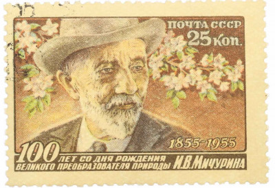 Почтовая марка 25 копеек 1955 года «100 лет со дня рождения Мичурина»