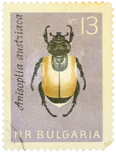 Почтовая марка 13 стотинок 1964 года Болгария «Хлебный жук (Anisoplia austriaca)»