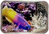 1 доллар 2013 года Ниуэ «Тропические коралловые рыбы - Грамма королевская»